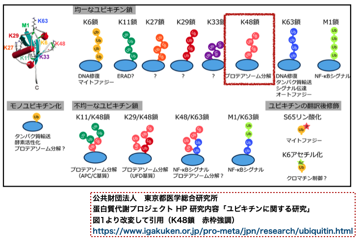 f:id:magattaca:20210606032724p:plain