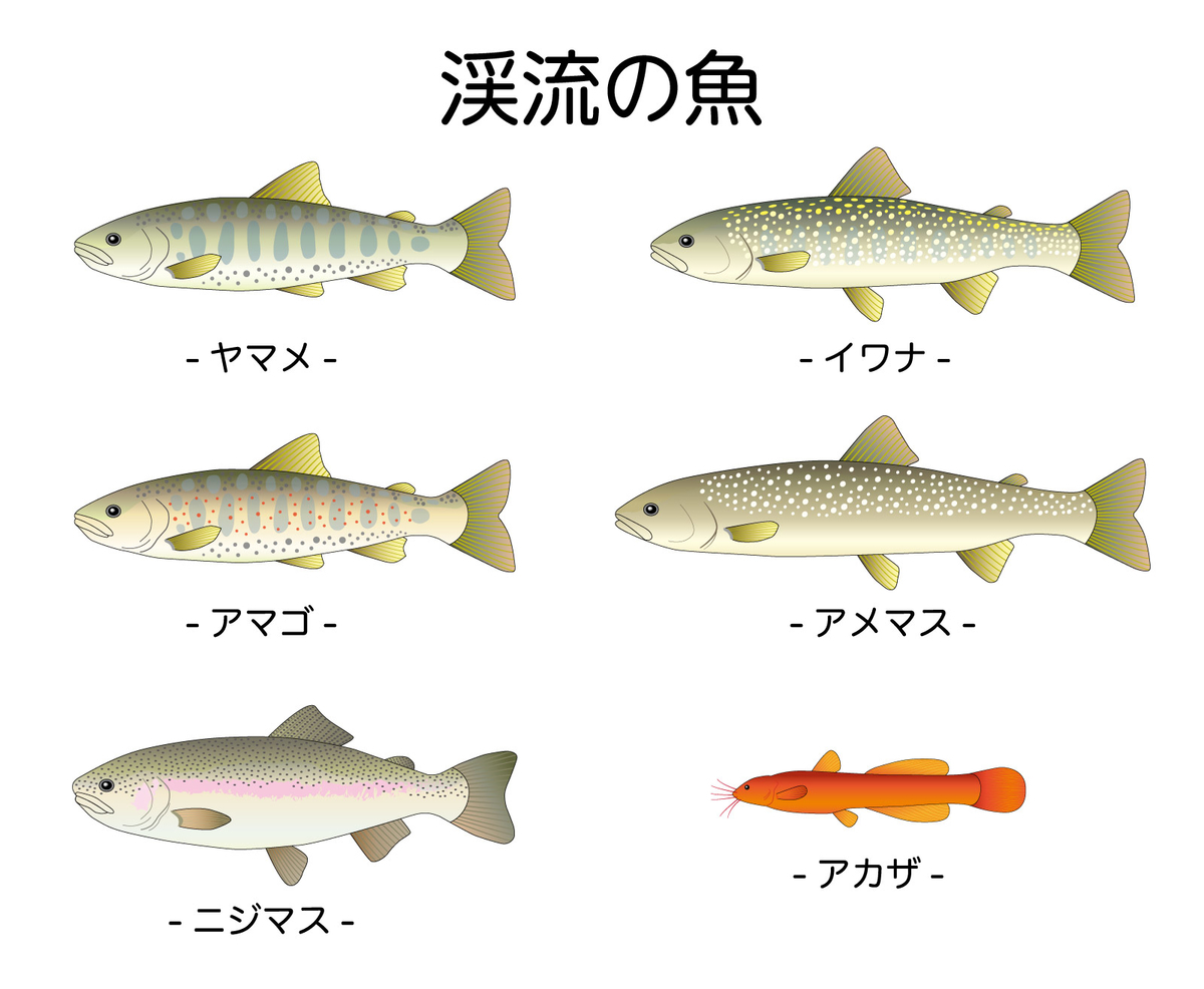 マグコミ漫画研究部 肉食jkマンティス秋山 むしむし料理研究部 の秋山のモデルとなる昆虫や その生態について研究してみた Magcomi