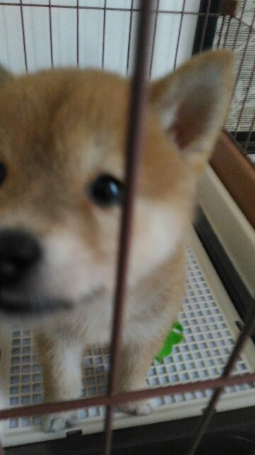 柴犬 うちのはブサカワ Magiex S Blog