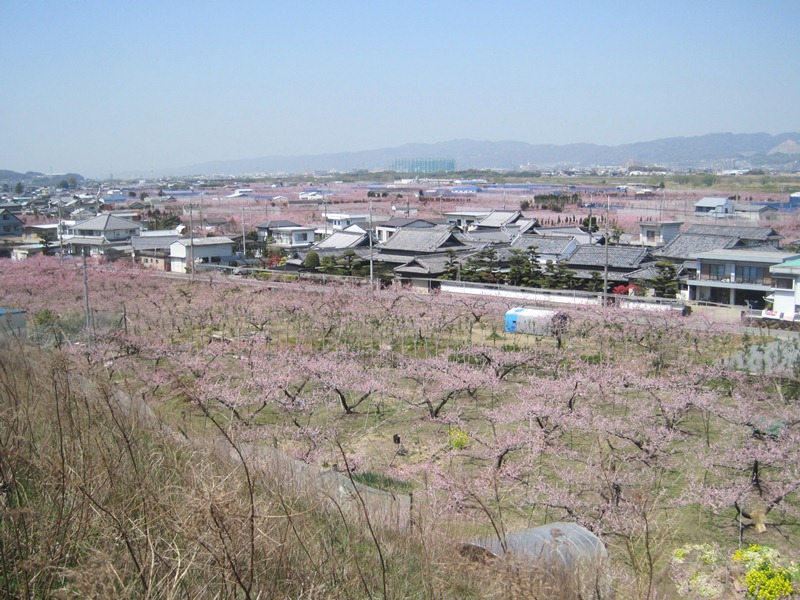 桃源郷(和歌山県紀の川市桃山町)