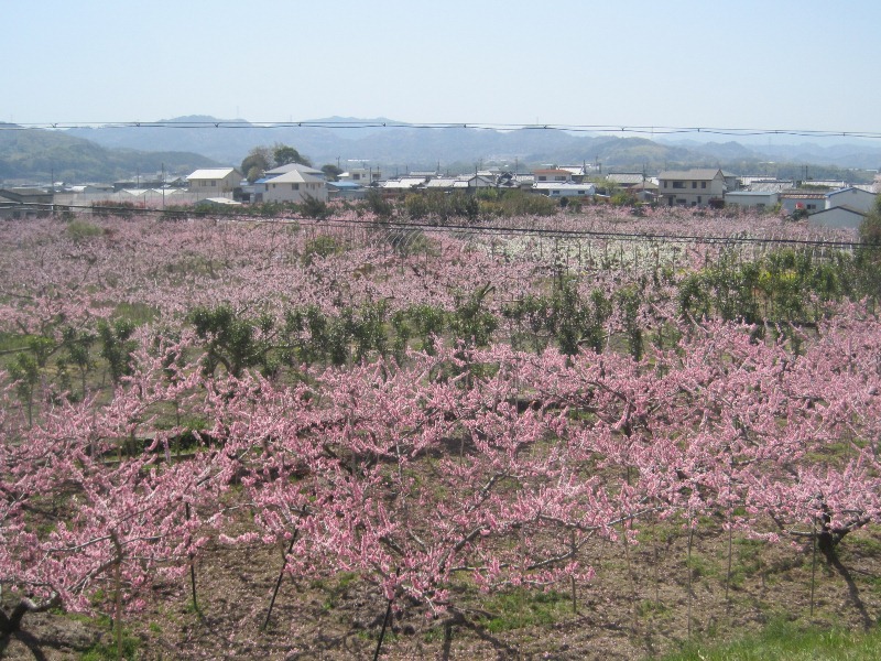 桃源郷(和歌山県紀の川市桃山町)