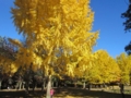 奈良公園の黄色(奈良県奈良市)