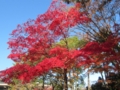 奈良公園の赤色(奈良県奈良市)