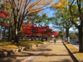 奈良公園の紅葉(奈良県奈良市)