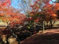 奈良公園の紅葉(奈良県奈良市)