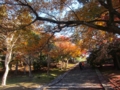 奈良公園の紅葉(奈良県奈良市)