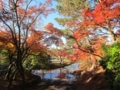 奈良公園の紅葉(奈良県奈良市)