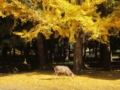 奈良公園の紅葉(奈良県奈良市)