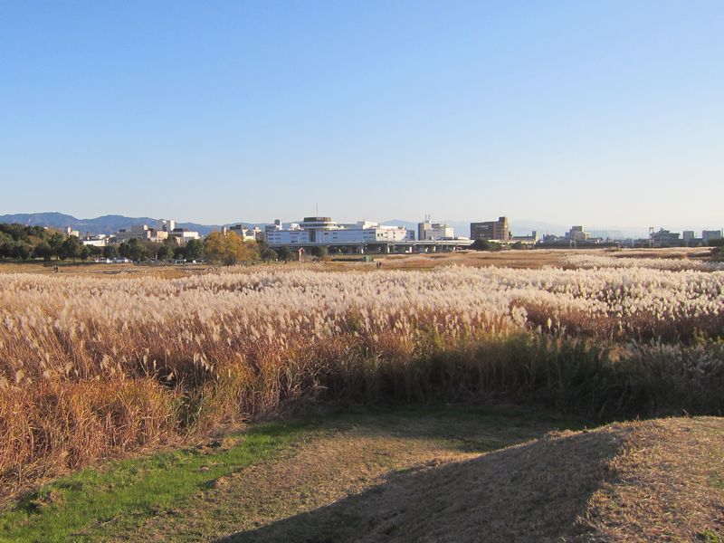 平城宮跡周辺のススキ草原(奈良県奈良市)