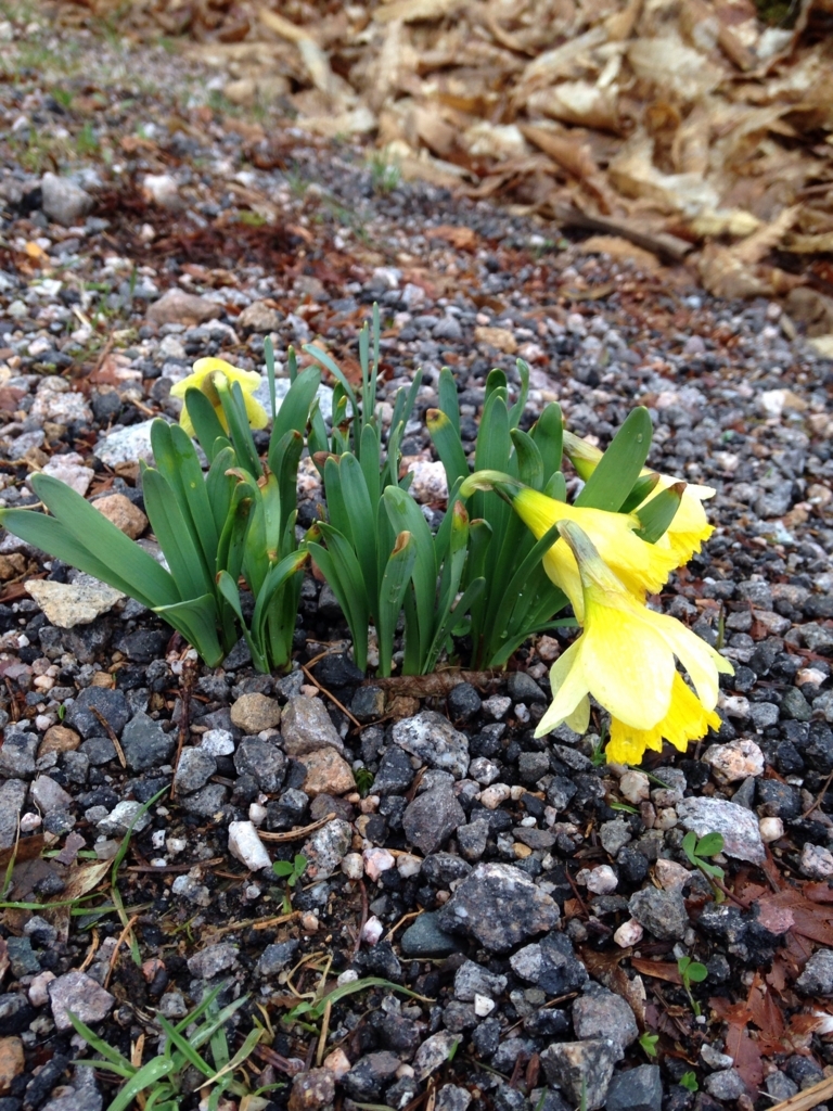 f:id:magnoliask:20180405163811j:plain f:id:magnoliask:20180405163811j:plain