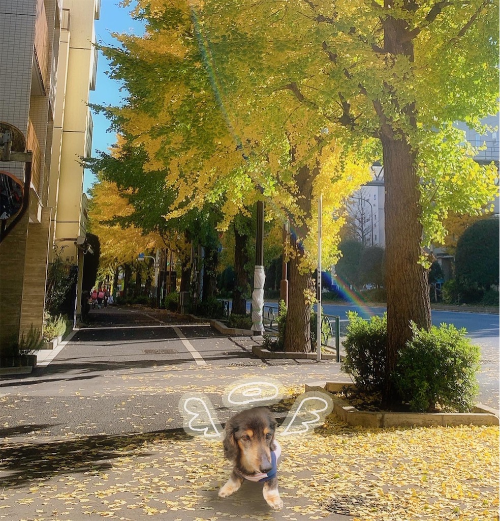 f:id:mago3-musume2:20211202233218j:image f:id:mago3-musume2:20211202233218j:image