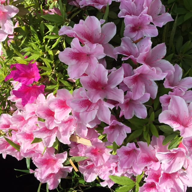 f:id:magodream316:20190508124821j:plain f:id:magodream316:20190508124821j:plain