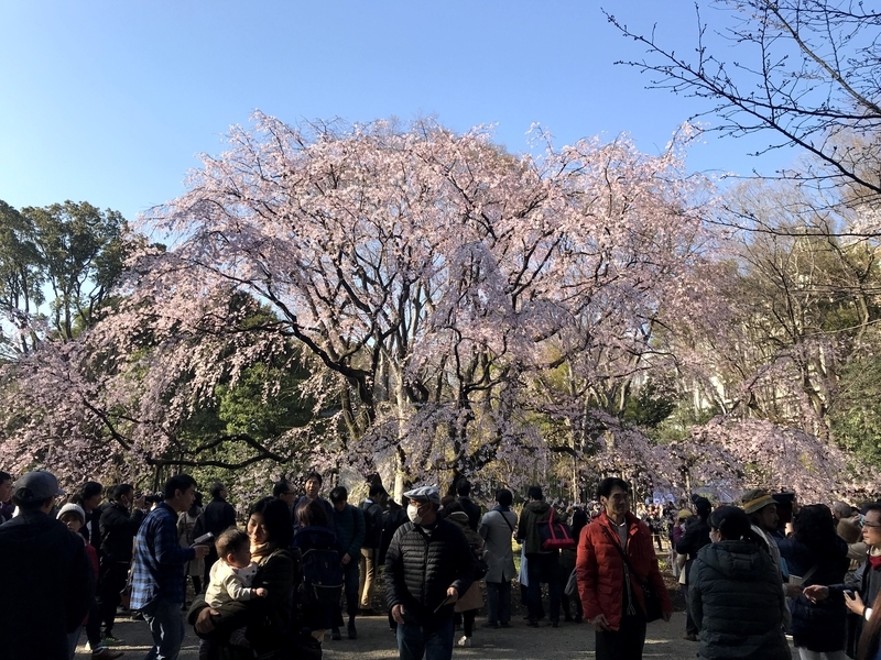 f:id:magoiku:20210310215755j:plain