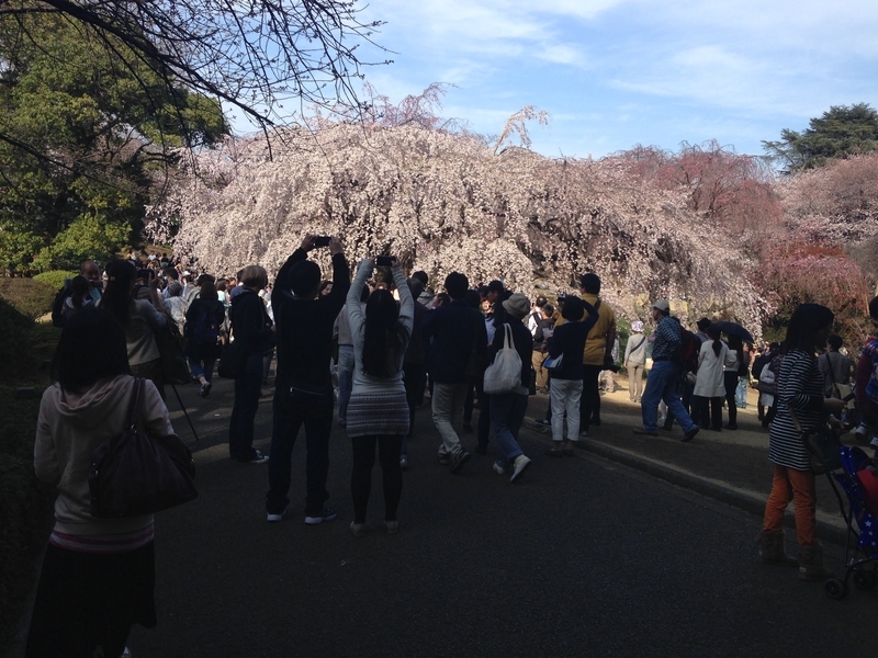 f:id:magoiku:20210317225547j:plain