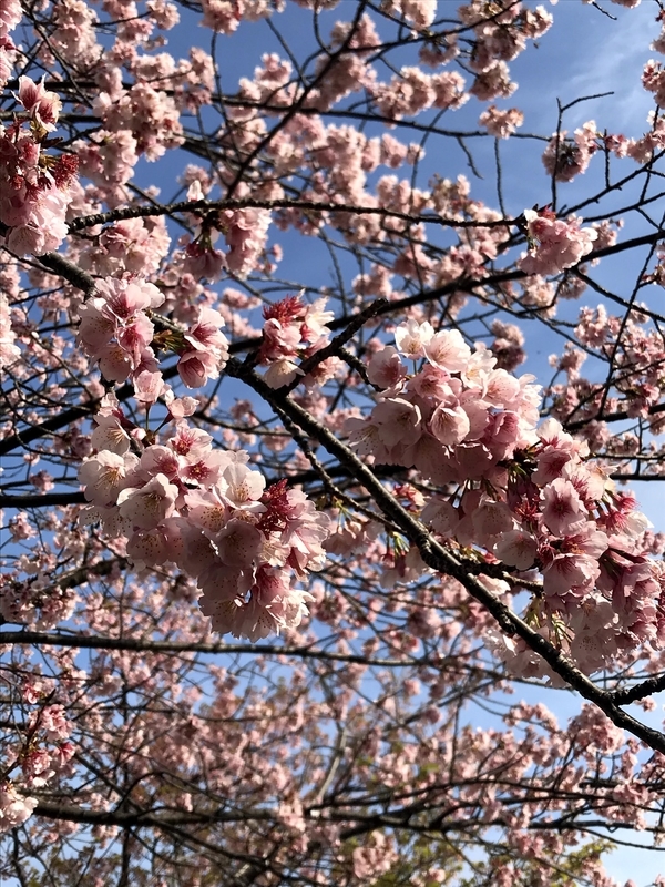 f:id:magoiku:20210411122902j:plain