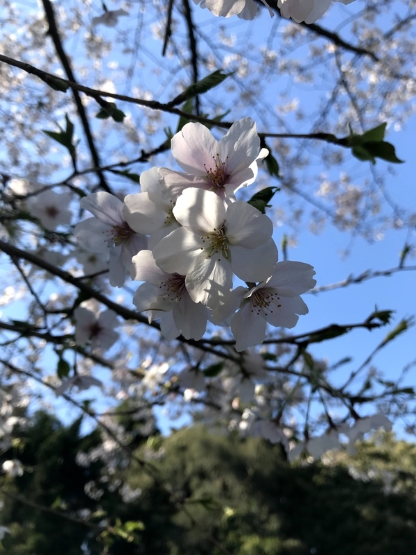 f:id:magoiku:20210411123907j:plain