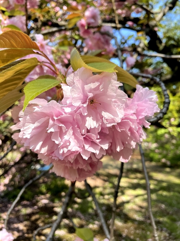 f:id:magoiku:20210411124640j:plain