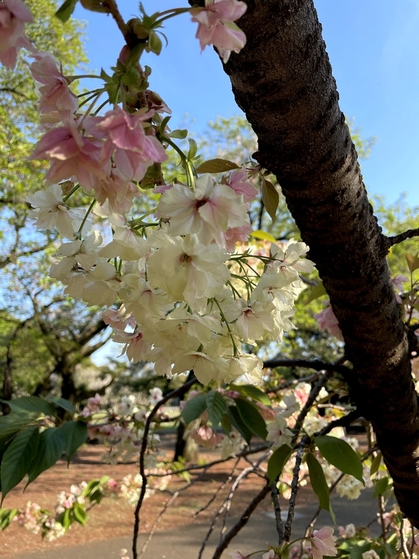 f:id:magoiku:20210411125516j:plain