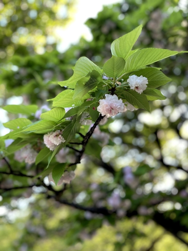 f:id:magoiku:20210411130946j:plain