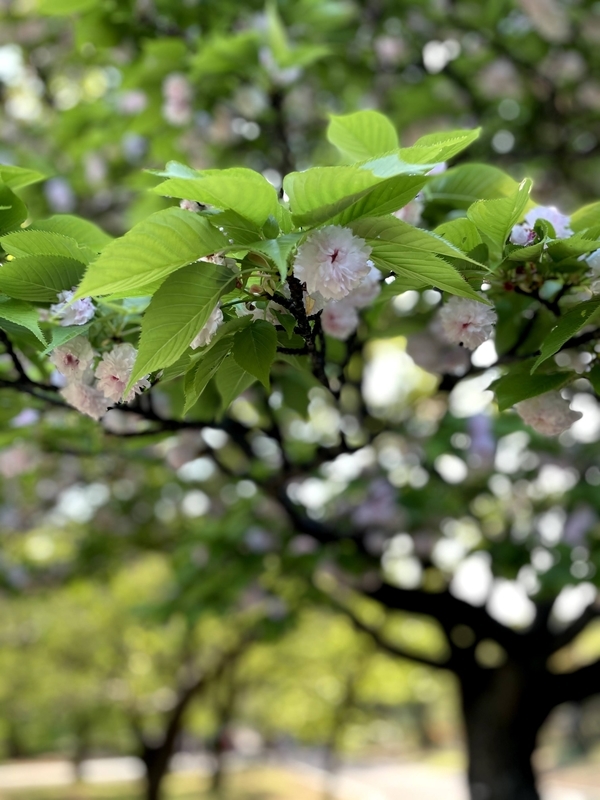 f:id:magoiku:20210411131011j:plain