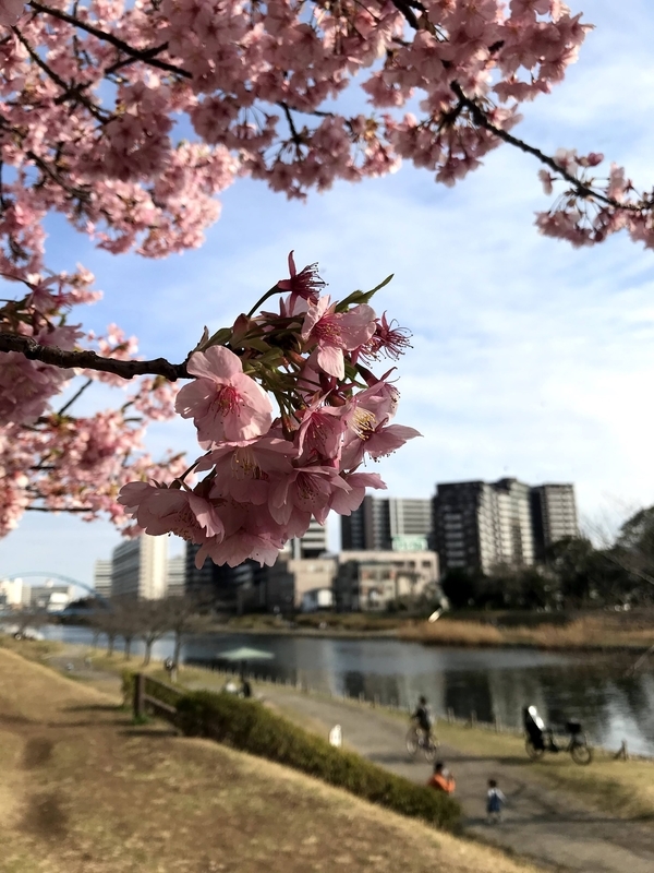f:id:magoiku:20210411145649j:plain
