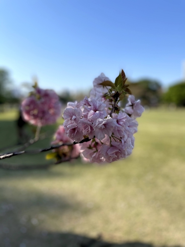 f:id:magoiku:20210411183802j:plain
