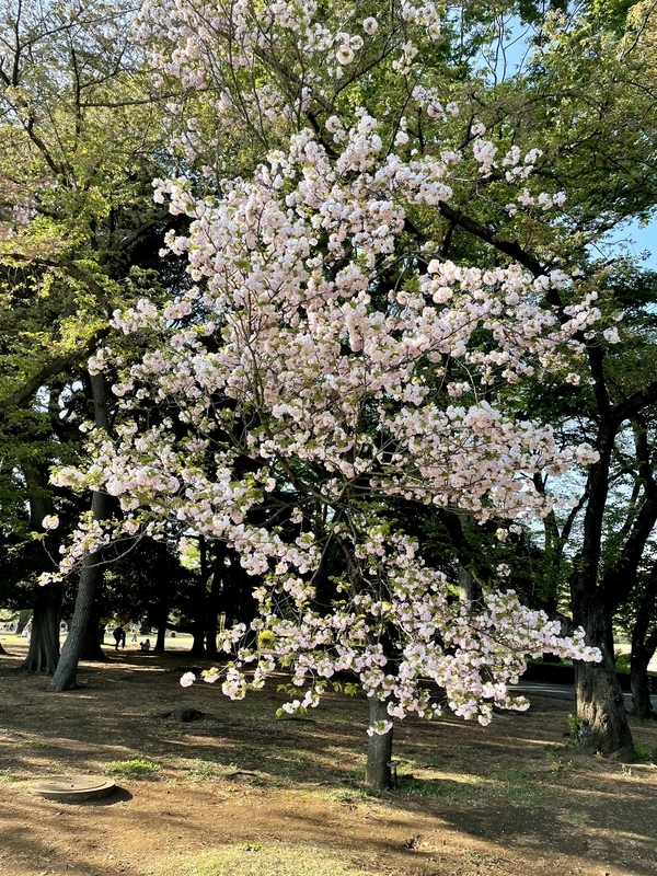 f:id:magoiku:20210411184035j:plain