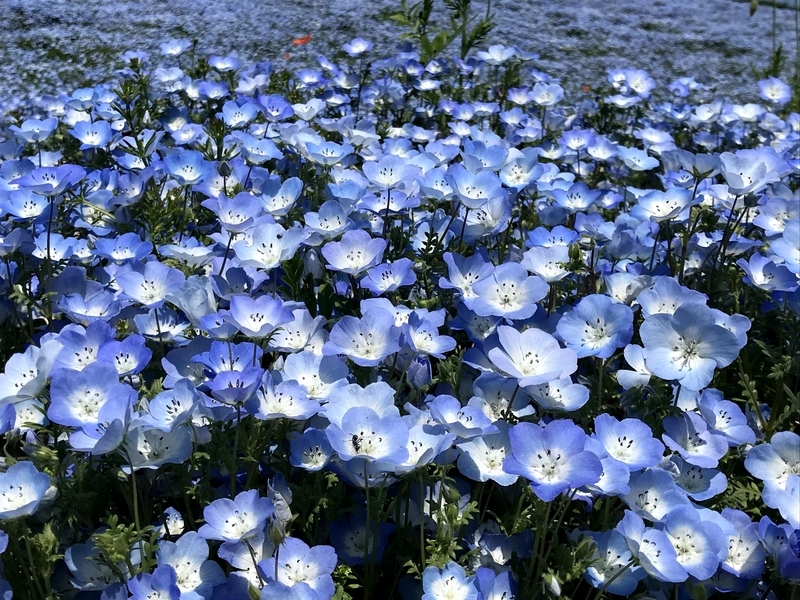 f:id:magoiku:20210705221132j:plain