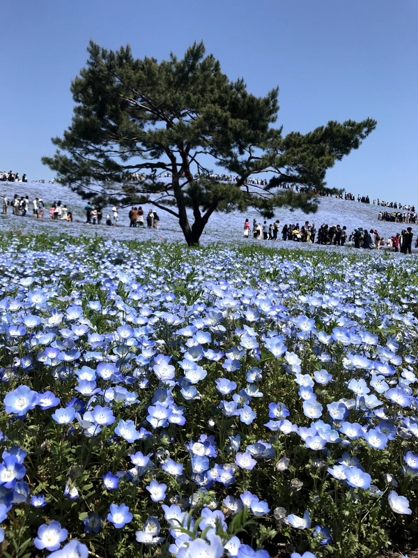 f:id:magoiku:20210705221201j:plain
