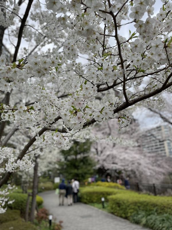 f:id:magoiku:20220403104150j:plain
