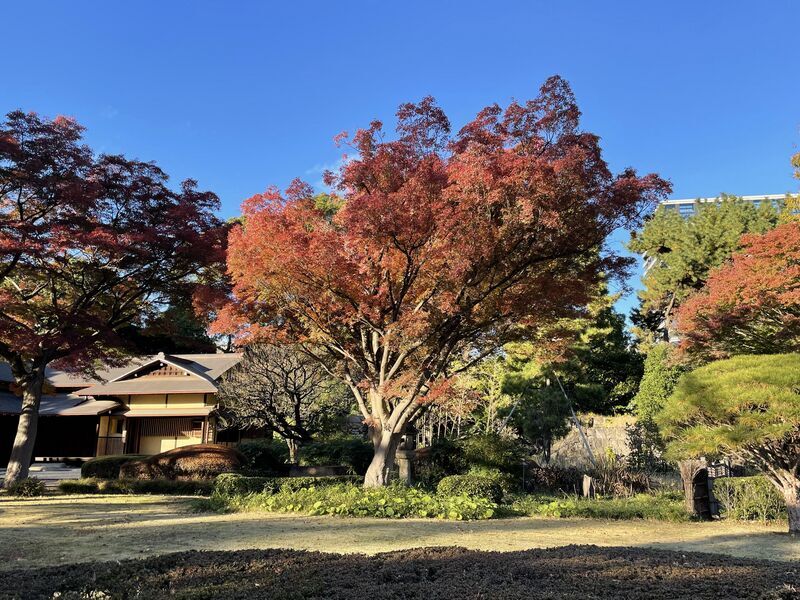 皇居東御苑】とは？英語で何と？なぜ梅の名所に？見どころは
