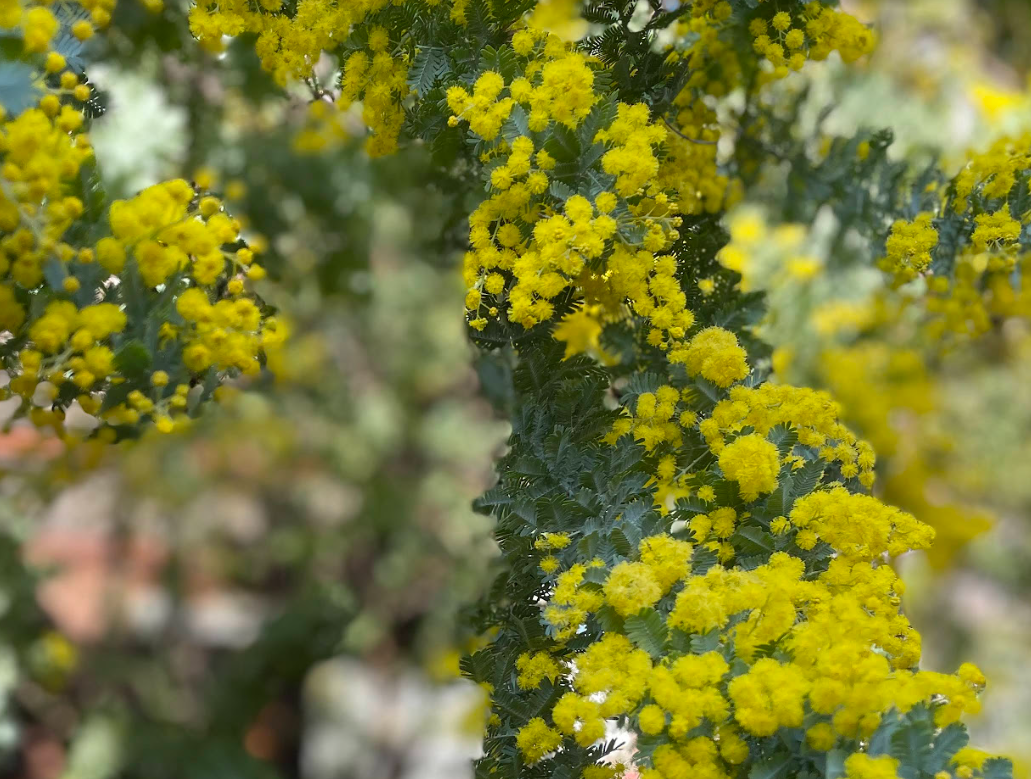 ミモザとは？】英語3文で学ぶ Mimosa（国際女性デー） - 日本を英語で