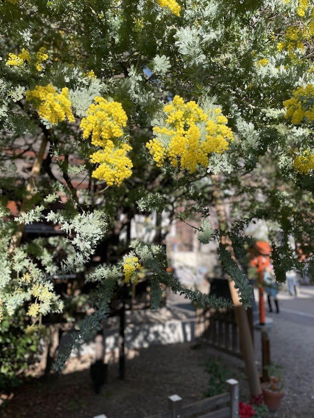 ミモザとは？】英語3文で学ぶ Mimosa（国際女性デー） - 日本を英語で