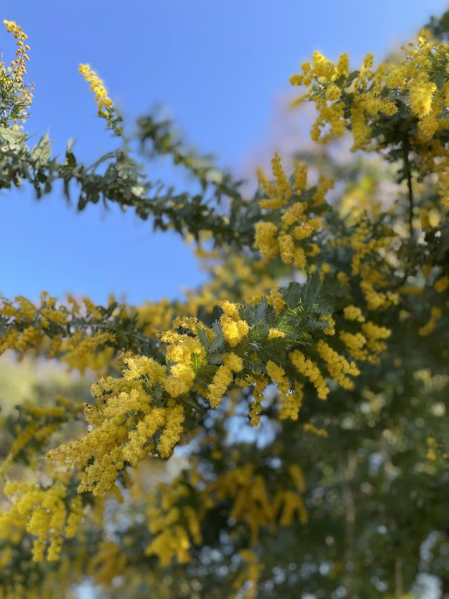 ミモザとは？】英語3文で学ぶ Mimosa（国際女性デー） - 日本を英語で