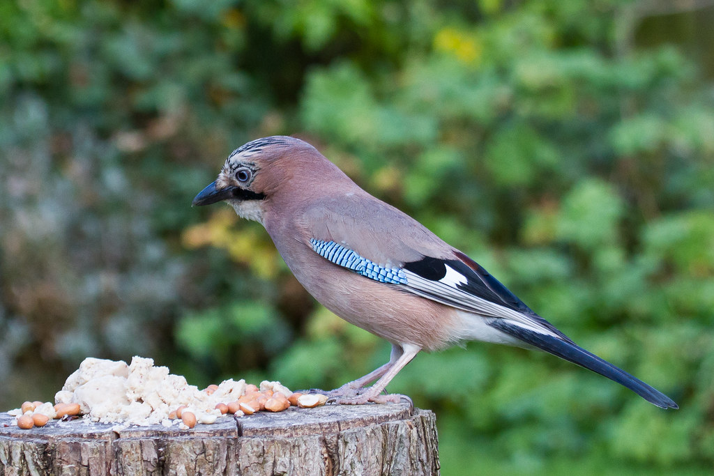 f:id:magpie214:20210206060023j:plain