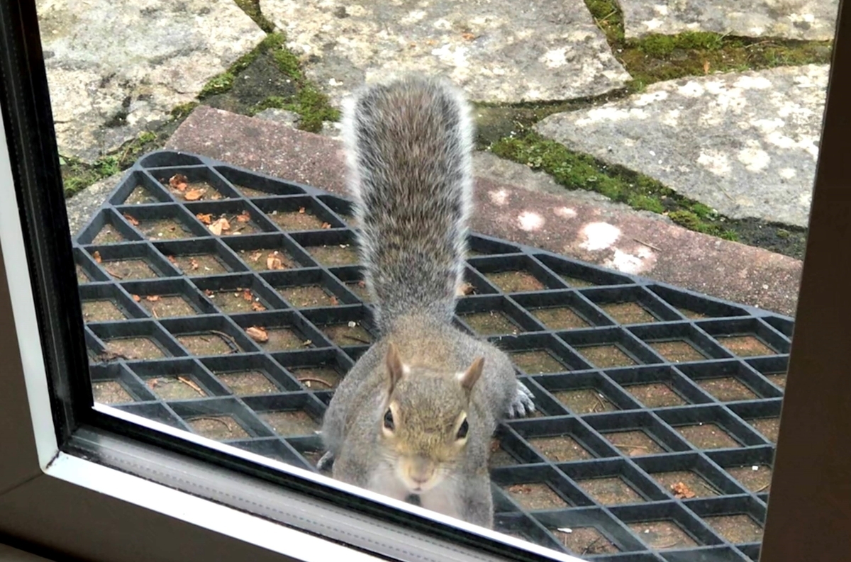 f:id:magpie214:20210305235639j:plain