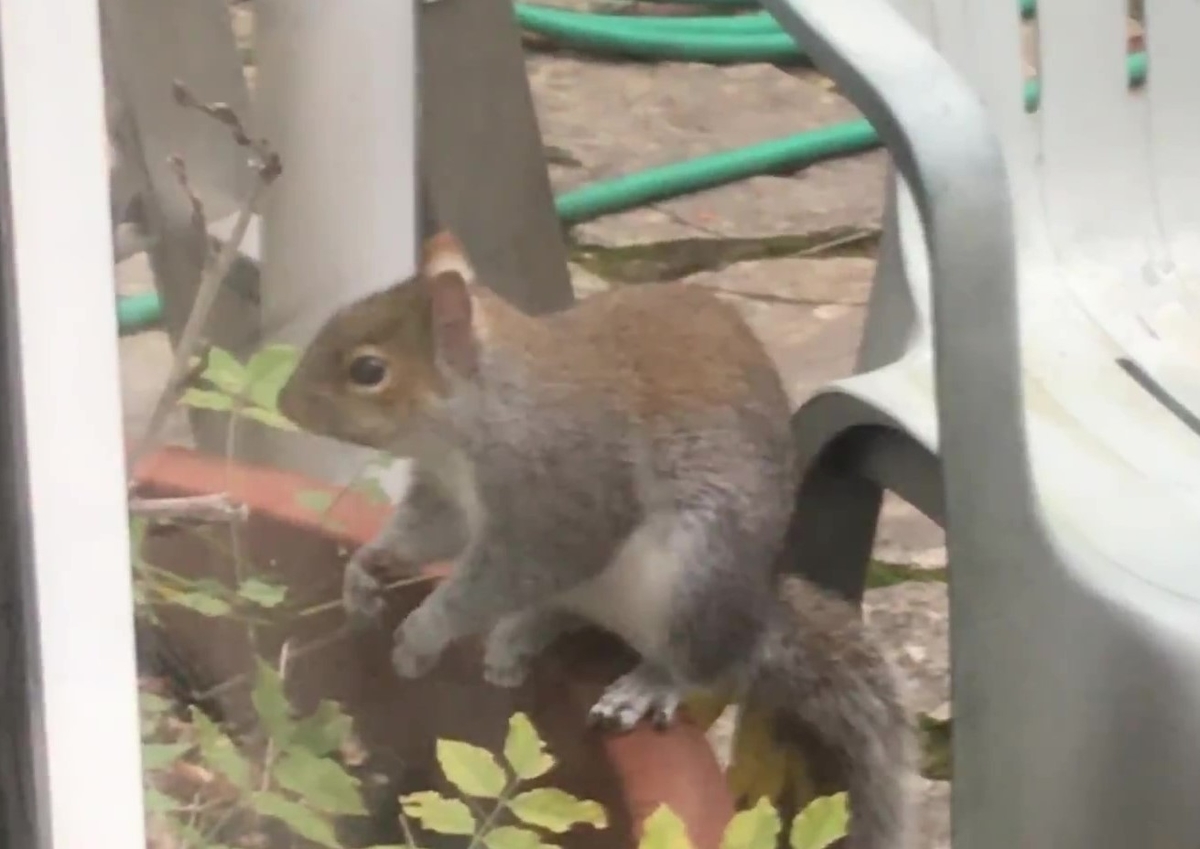 f:id:magpie214:20210306203647j:plain