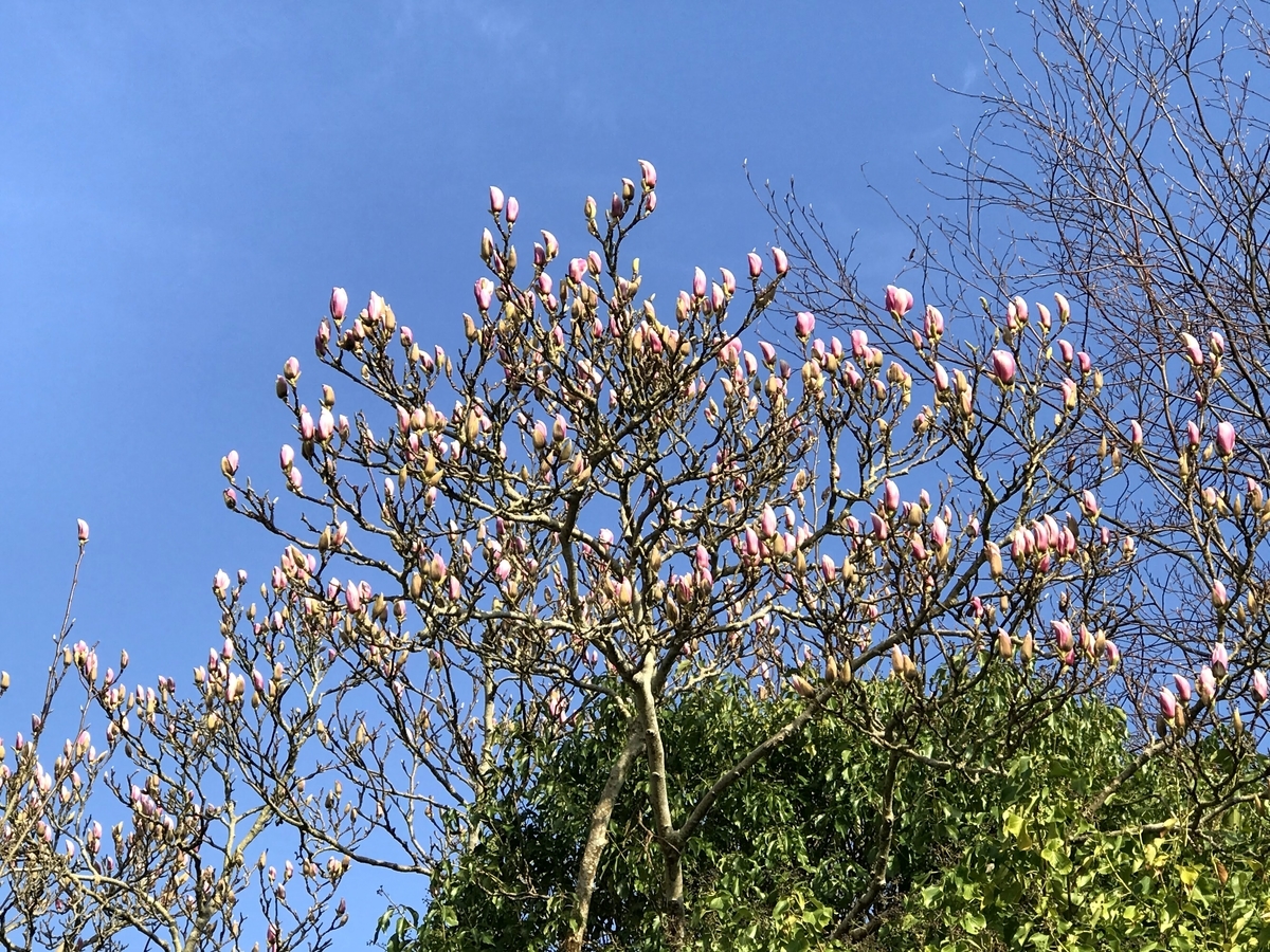 f:id:magpie214:20210324022759j:plain