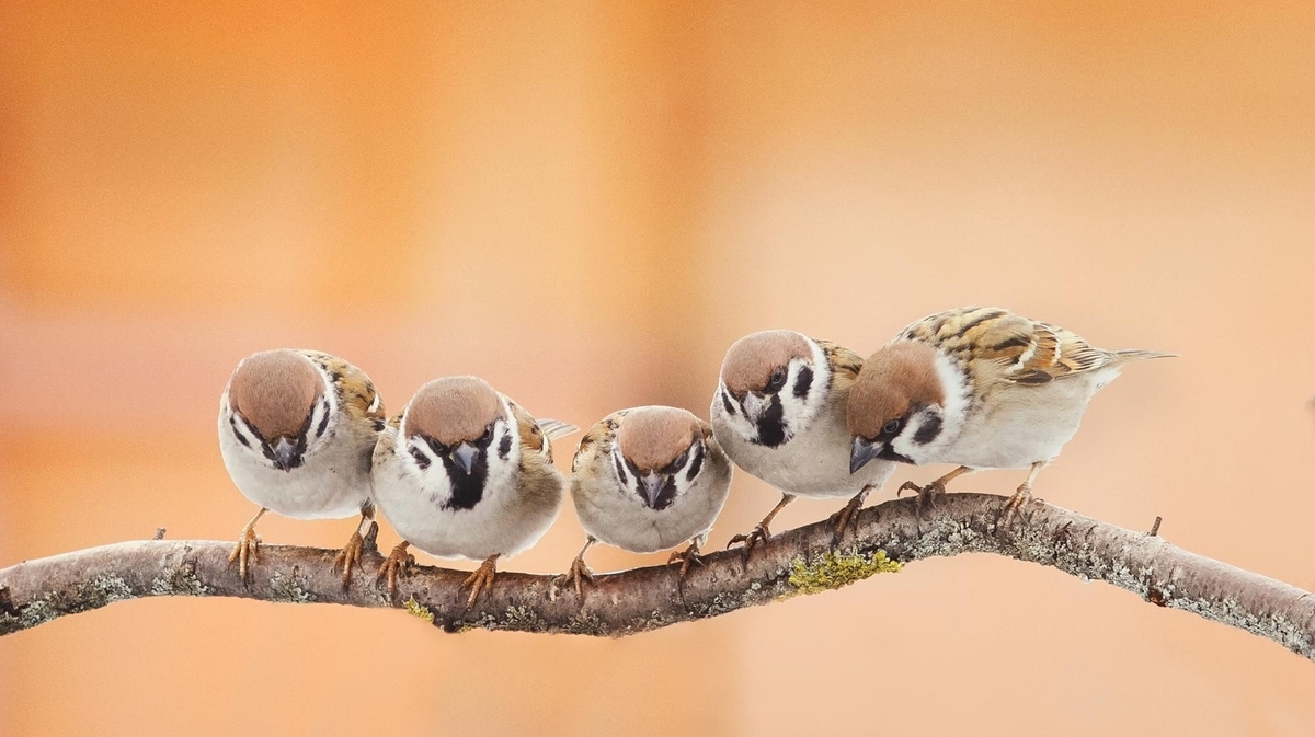f:id:magpie214:20210414225346j:plain