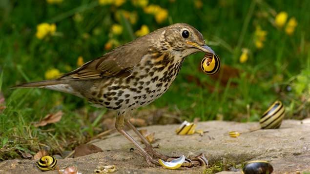 f:id:magpie214:20210415000717j:plain