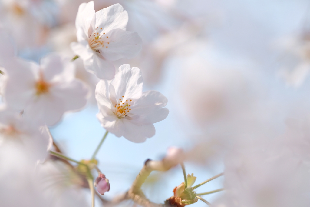 f:id:magspice:20170404135629j:plain f:id:magspice:20170404135629j:plain