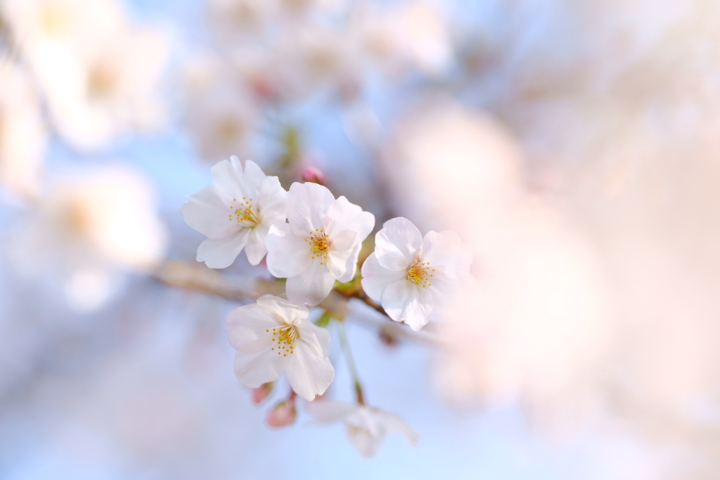 f:id:magspice:20170404135640j:plain f:id:magspice:20170404135640j:plain