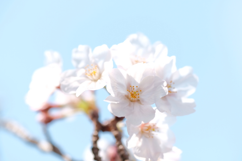 f:id:magspice:20170404144539j:plain f:id:magspice:20170404144539j:plain