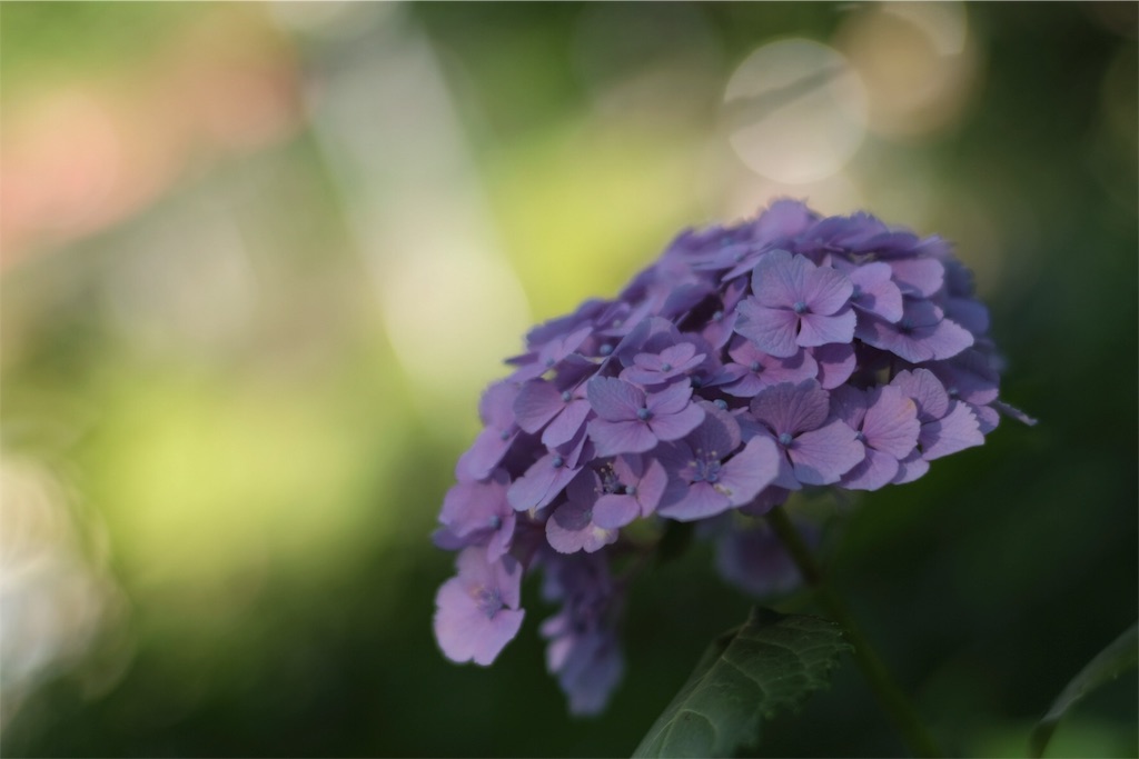 f:id:magspice:20170620023345j:image f:id:magspice:20170620023345j:image