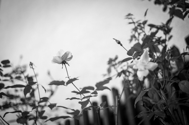 f:id:magspice:20190101040610j:image