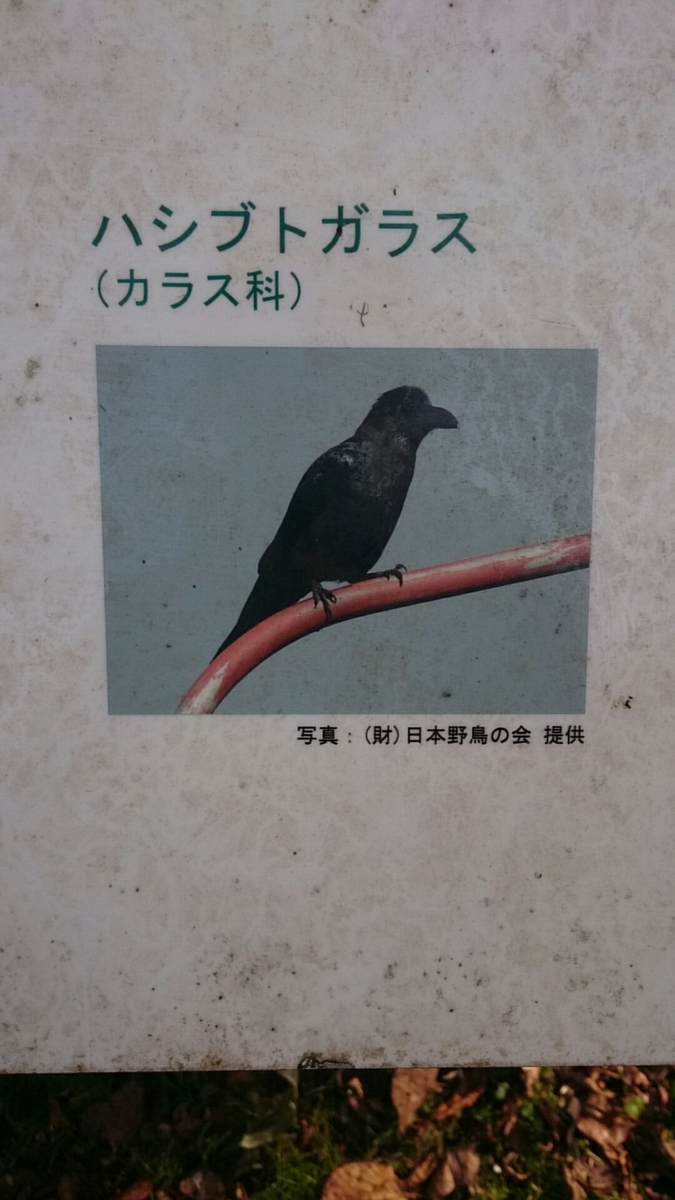 f:id:magudon67:20200317233120j:plain