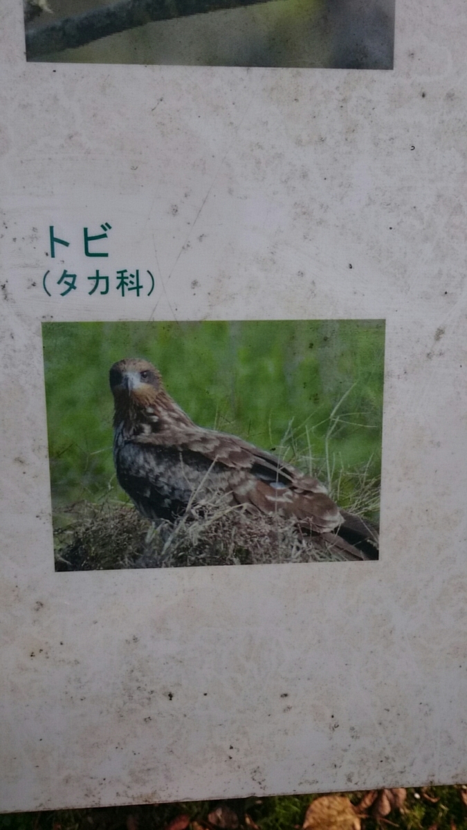 f:id:magudon67:20200317233137j:plain