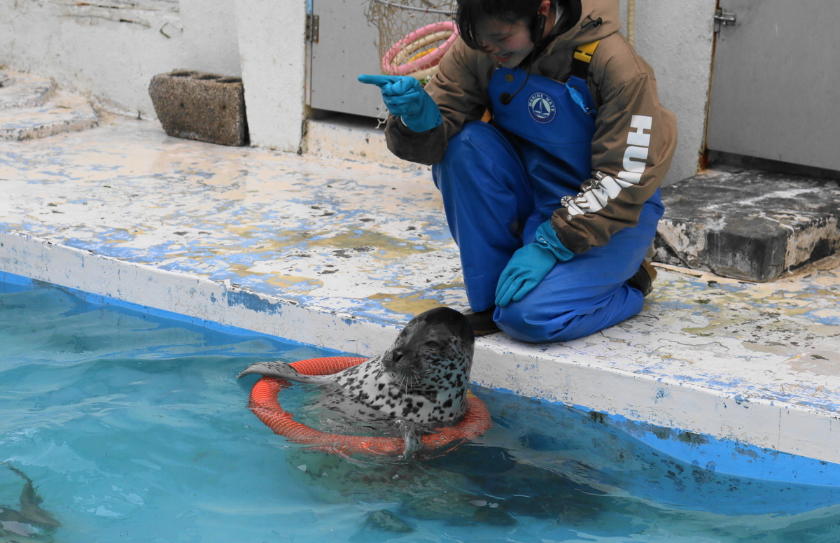 マザーガーデン 札幌 しろたん アザラシ 特大ぬいぐるみ ノシャップ