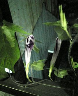 f:id:magurit:20090711165849j:image f:id:magurit:20090711165849j:image