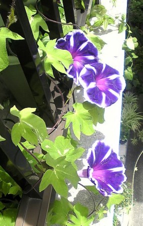 f:id:magurit:20090711165925j:image f:id:magurit:20090711165925j:image
